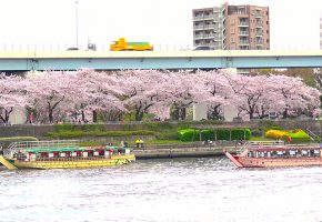 桜のシーズンの画像