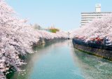 大岡川（桜並木）の画像