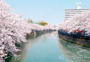 大岡川（桜並木）の画像