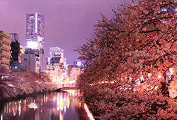 桜並木が河に向かって降りかかってくるような幻想的スポットの画像